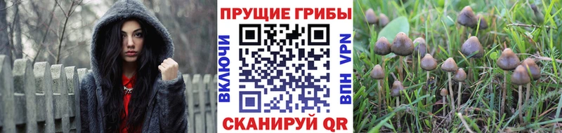 Псилоцибиновые грибы Psilocybine cubensis Протвино